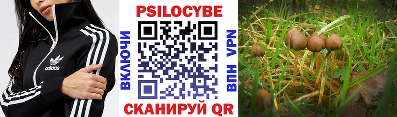 Купить где  Николаевск-на-Амуре  Галлюциногенные грибы мицелий 